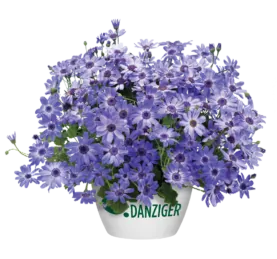 Primavera™ Denim
