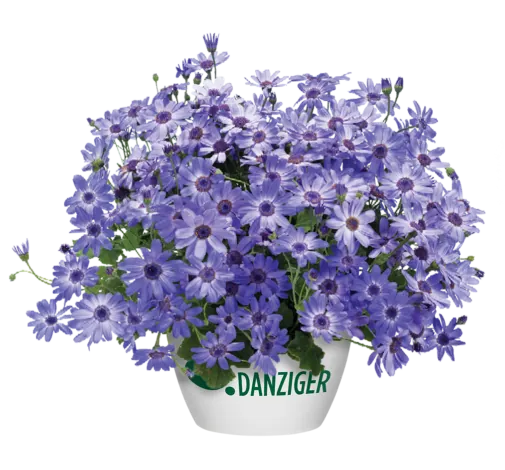 Primavera™ Denim