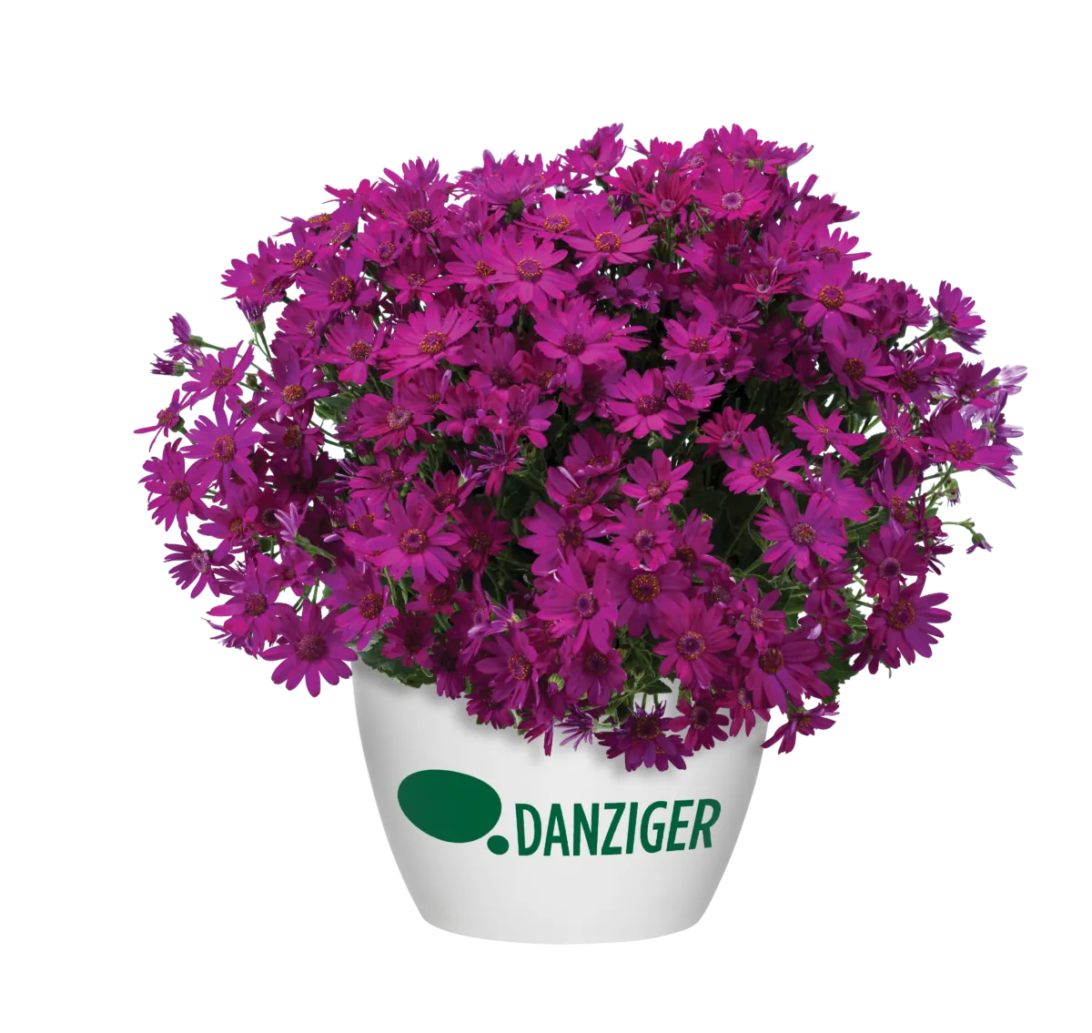 Primavera™ Fuchsia