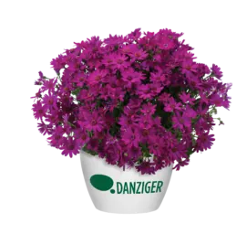 Primavera™ Fuchsia