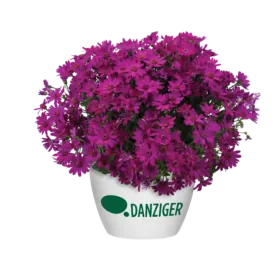 Primavera™ Fuchsia