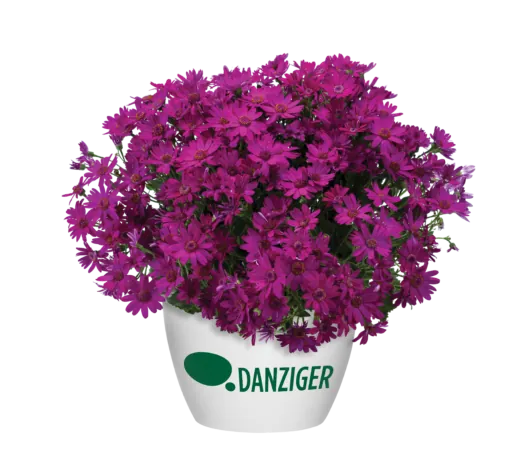 Primavera™ Fuchsia