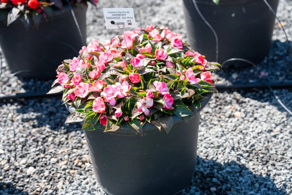 Hamony® Radiance™ Hot Pink