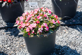 Hamony® Radiance™ Hot Pink