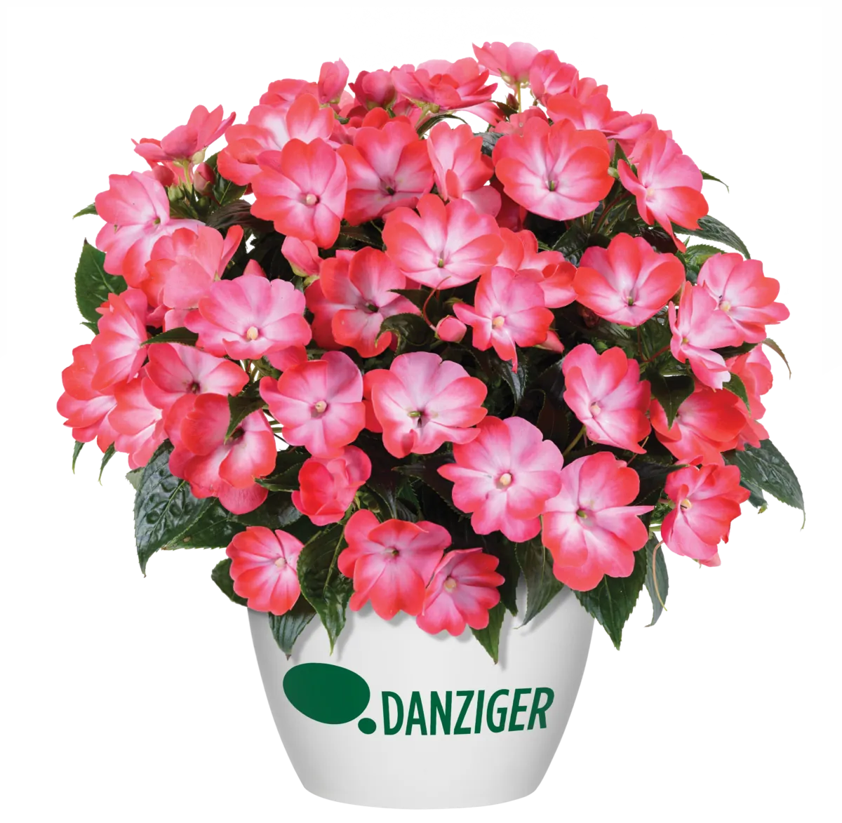 Hamony® Radiance™ Hot Pink