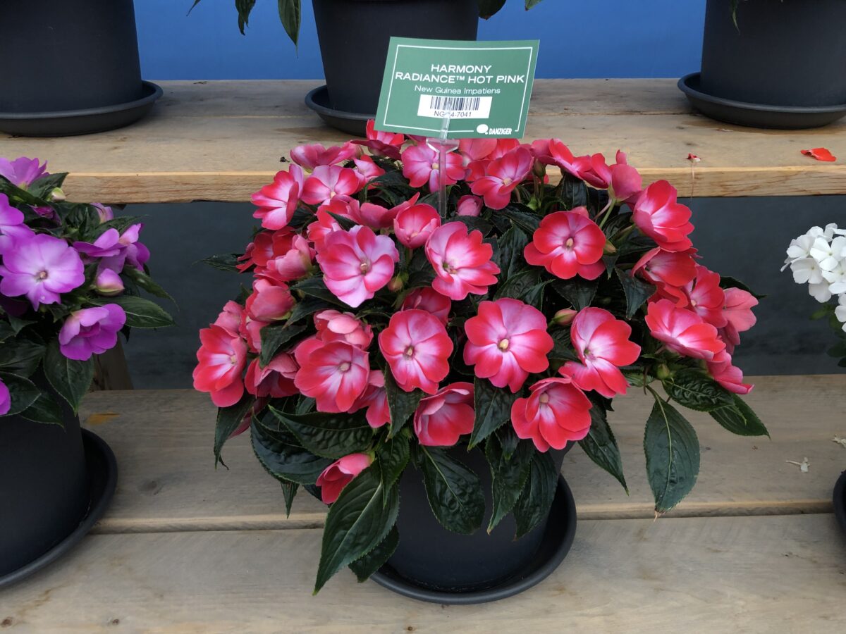 Hamony® Radiance™ Hot Pink - Danziger