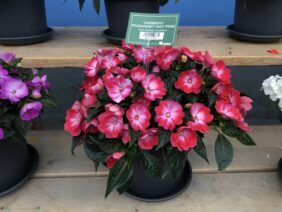 Hamony® Radiance™ Hot Pink