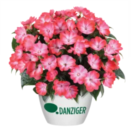 Hamony® Radiance™ Hot Pink