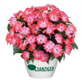 Hamony® Radiance™ Hot Pink