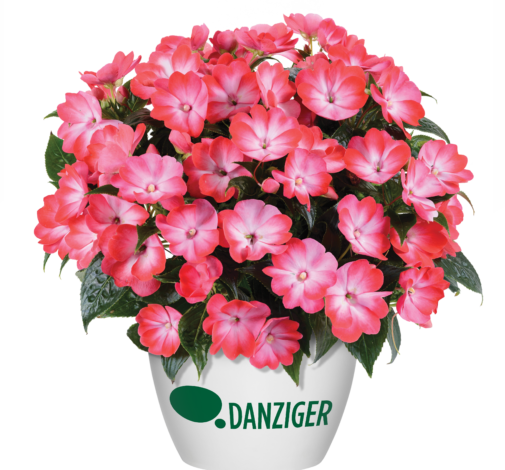 Hamony® Radiance™ Hot Pink