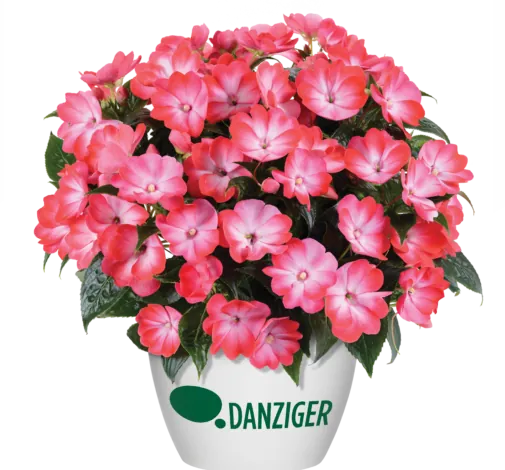 Hamony® Radiance™ Hot Pink