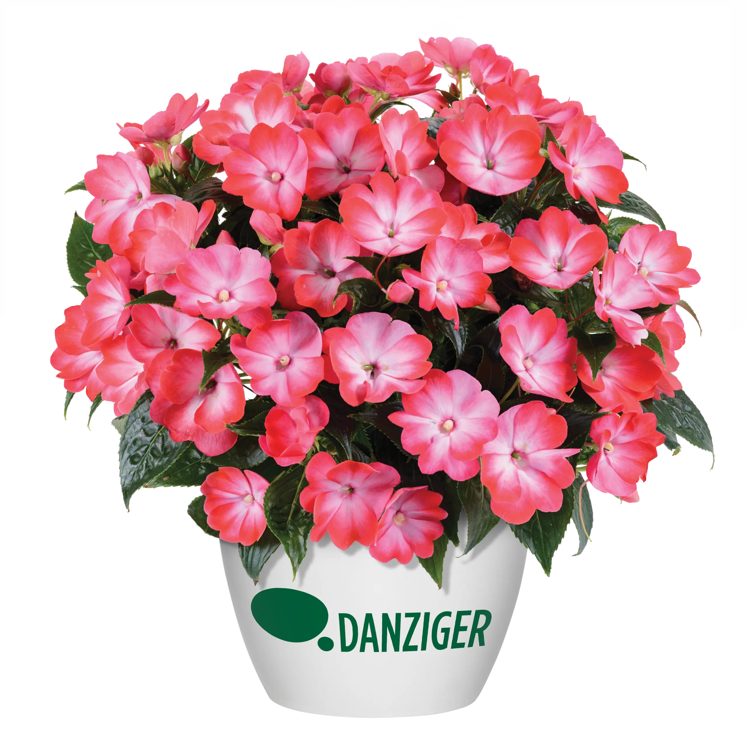 Hamony® Radiance™ Hot Pink - Danziger