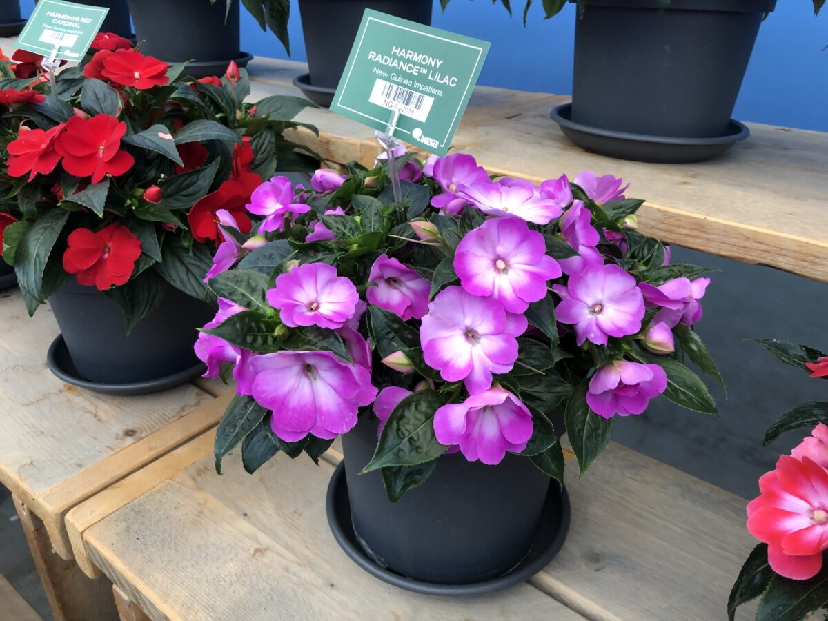 Harmony® Radiance™ Lilac - Danziger