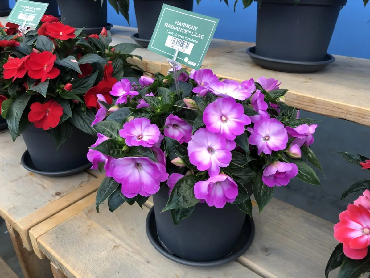 Harmony® Radiance™ Lilac