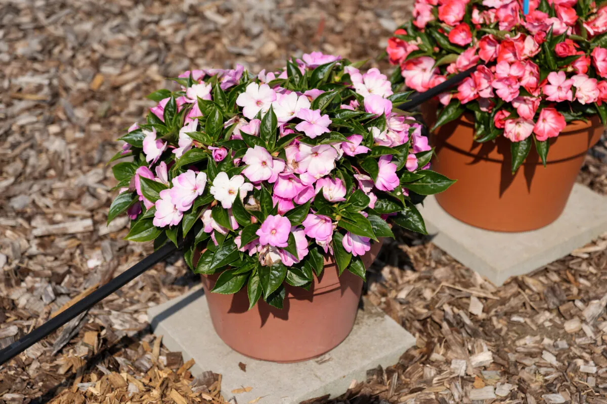 Harmony® Radiance™ Lilac
