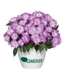 Harmony® Radiance™ Lilac