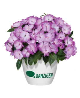 Harmony® Radiance™ Lilac