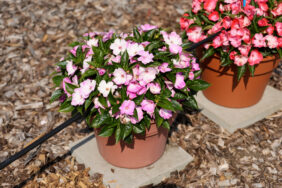 Harmony® Radiance™ Lilac