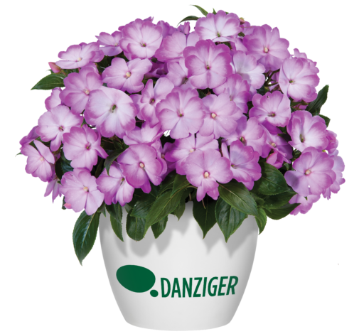 Harmony® Radiance™ Lilac