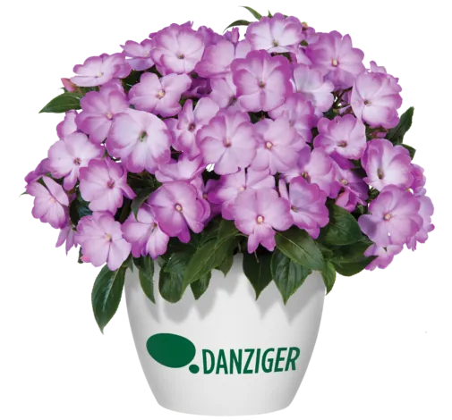 Harmony® Radiance™ Lilac