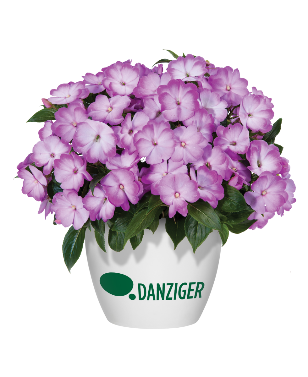 Harmony® Radiance™ Lilac - Danziger