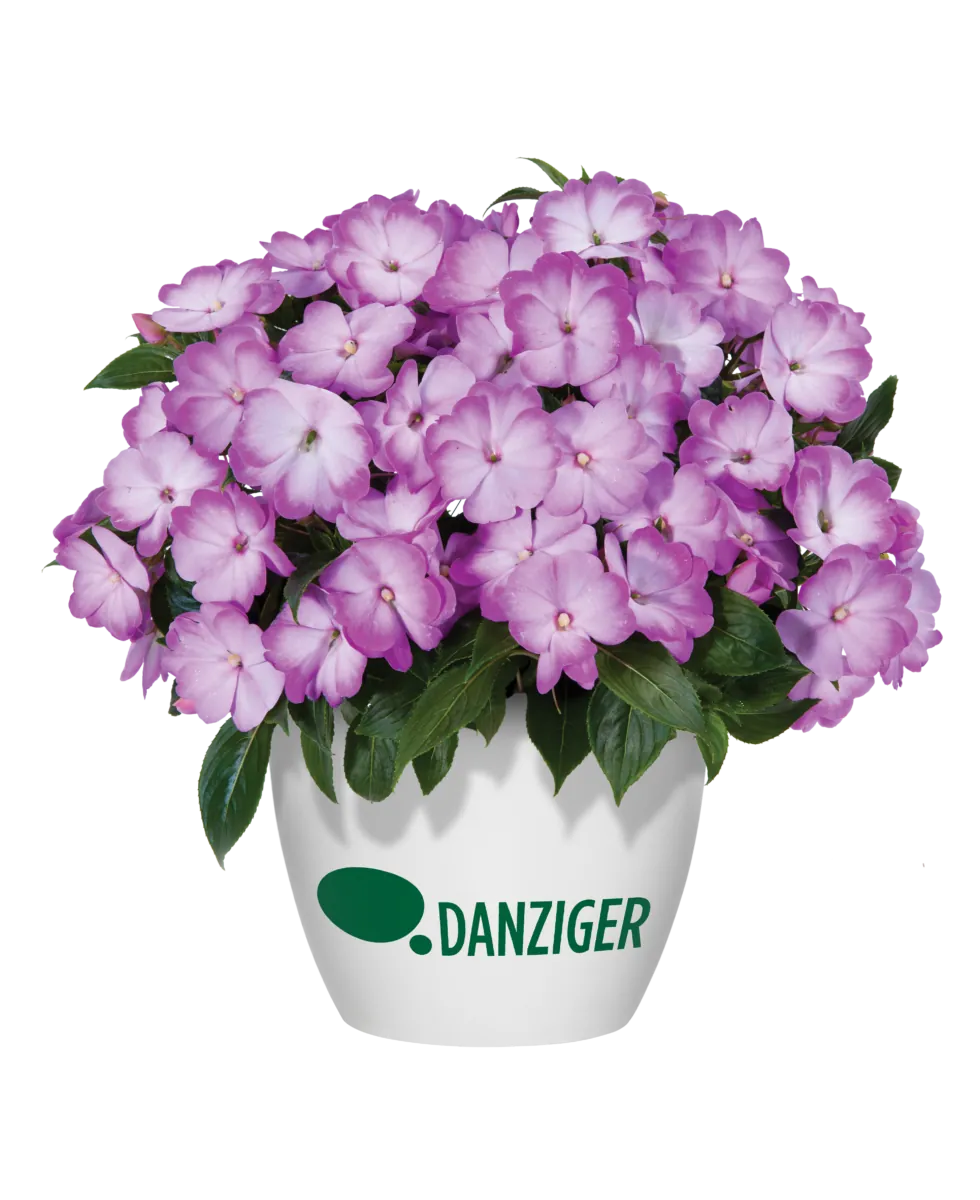 Harmony® Radiance™ Lilac