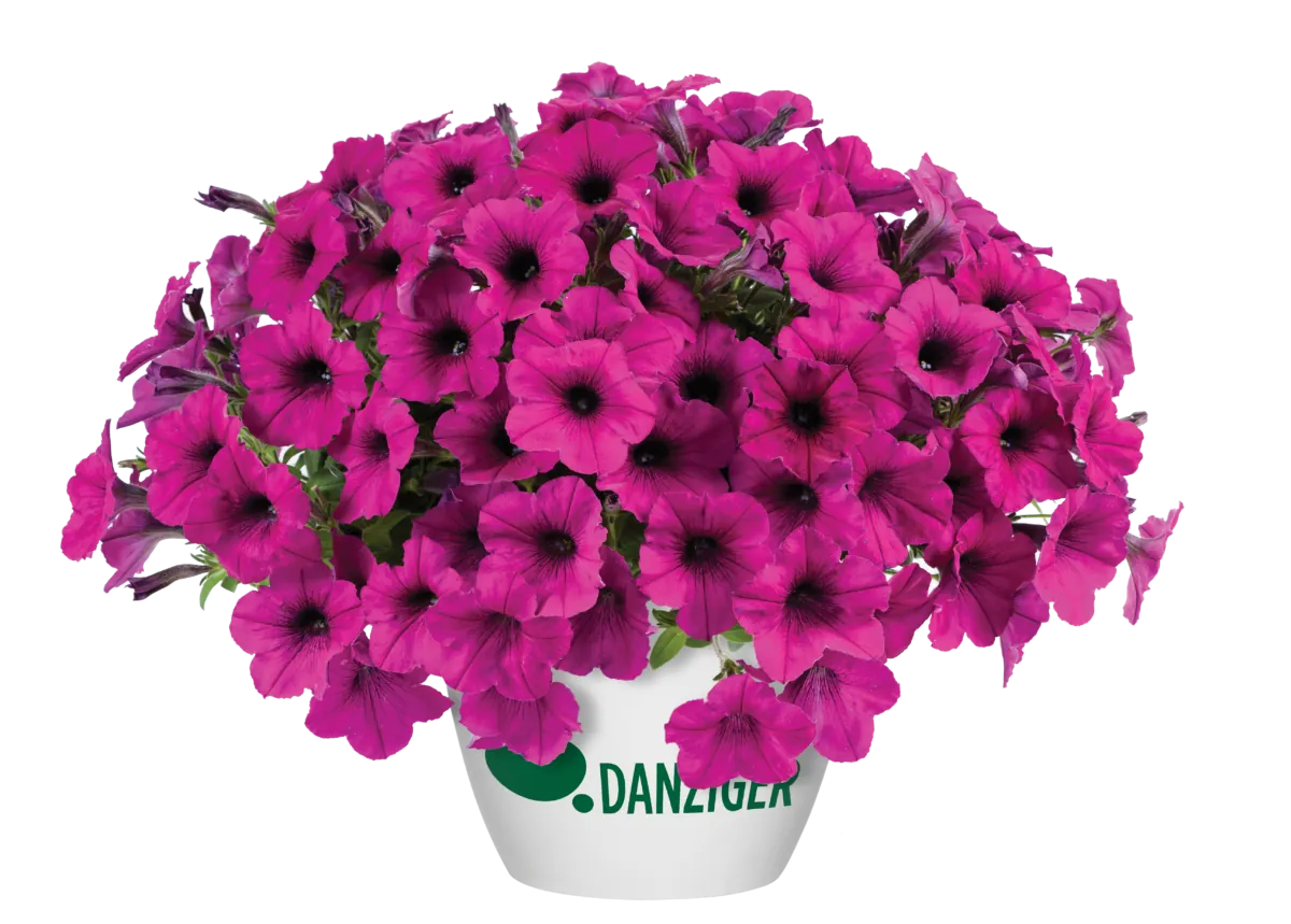 Fuchsia Ray™