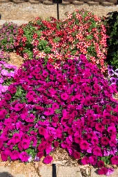 Fuchsia Ray™