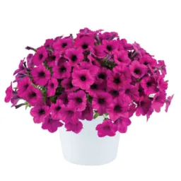 Fuchsia Ray™