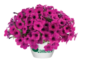 Fuchsia Ray™