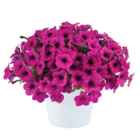 Fuchsia Ray™