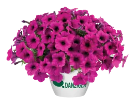Fuchsia Ray™