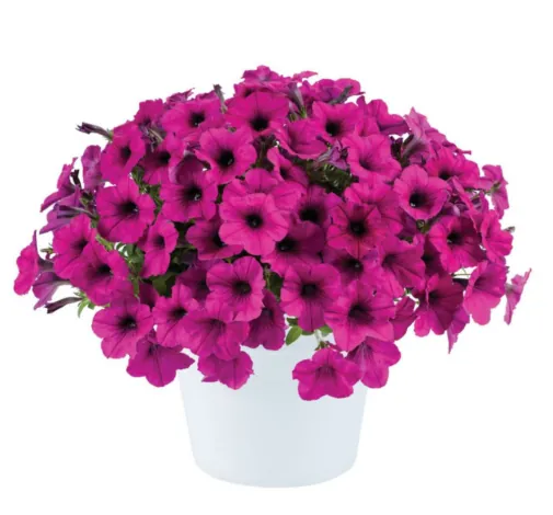Fuchsia Ray™