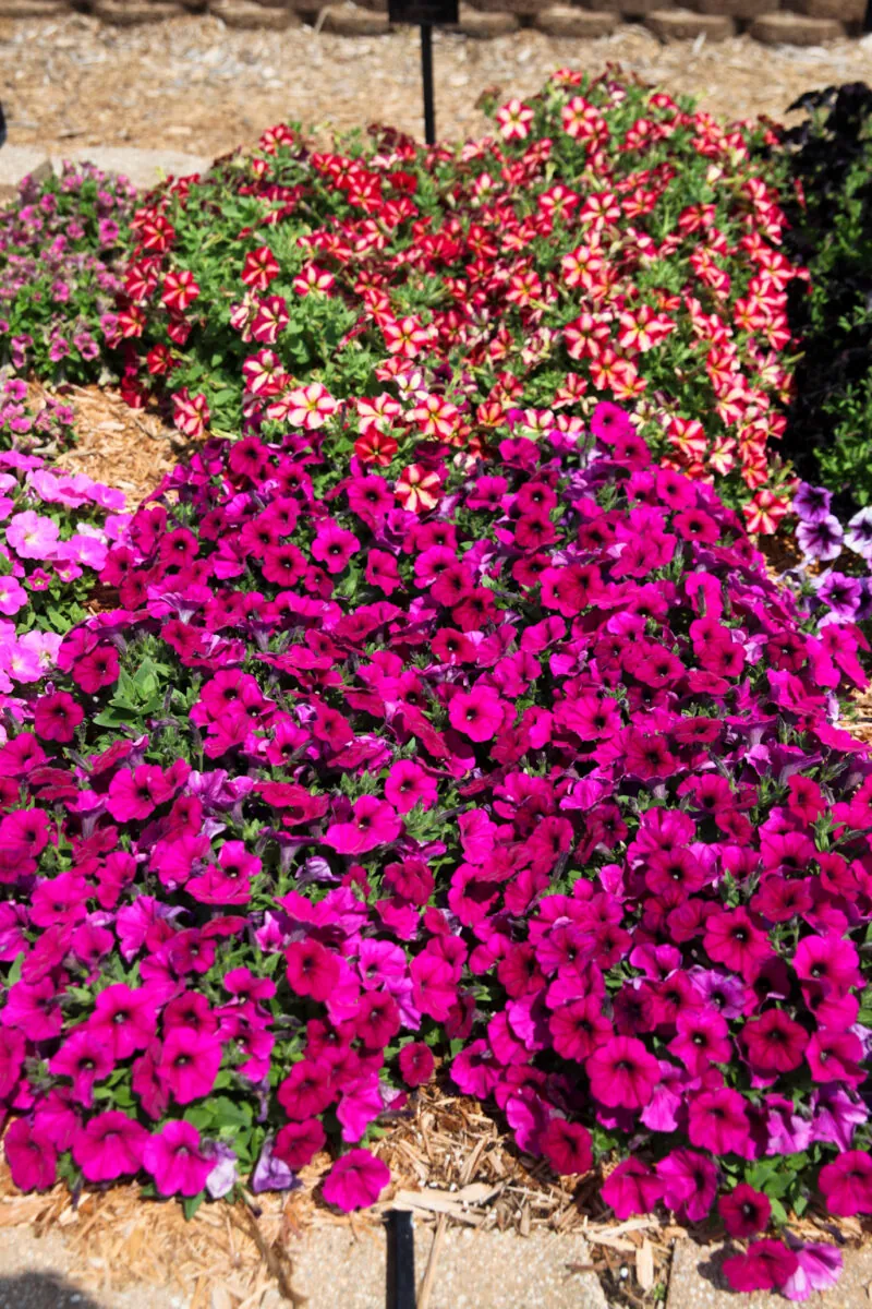 Fuchsia Ray™