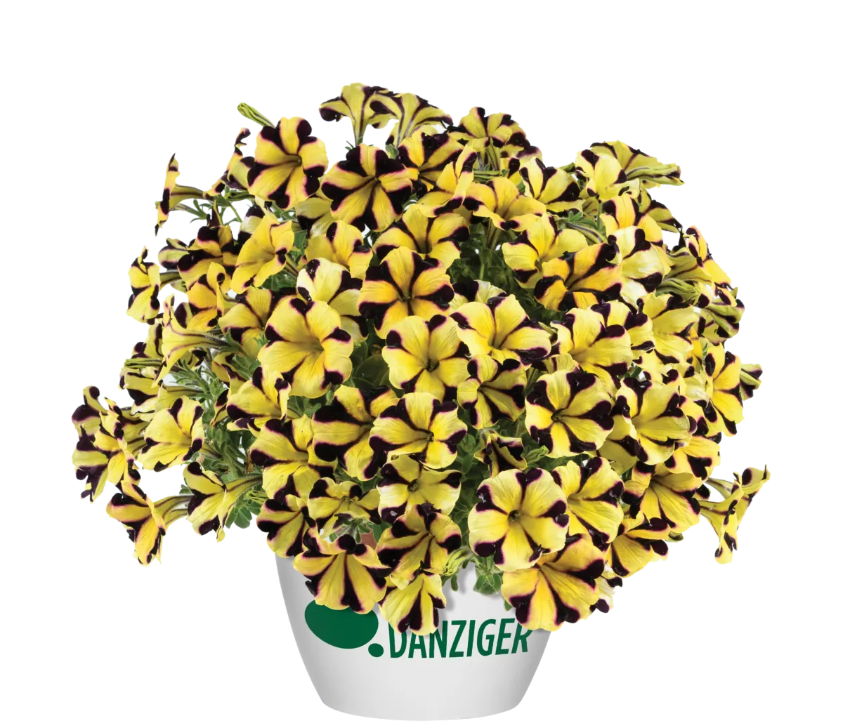 Sunflower Imp. Ray™