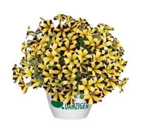 Sunflower Imp. Ray™