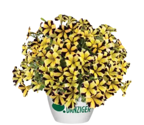 Sunflower Imp. Ray™