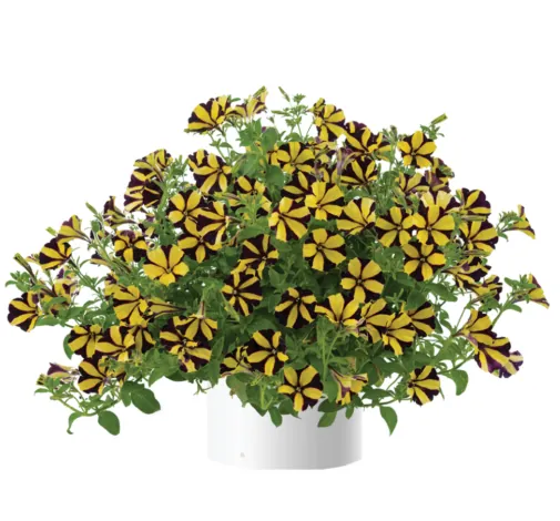 Sunflower Imp. Ray™