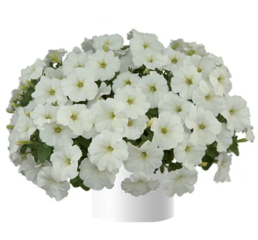 White Ray™
