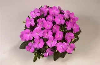 Harmony® Dark Lavender