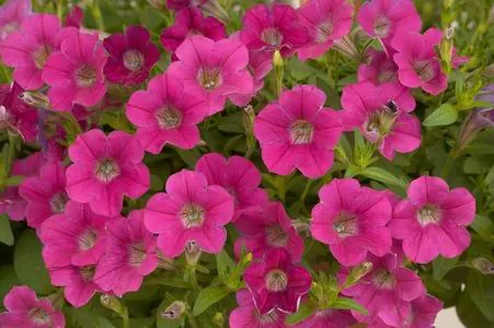 Littletunia® Rose