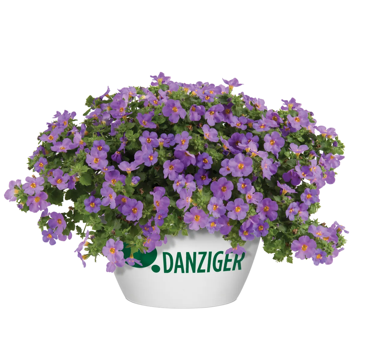 Scopia® Gulliver Compact Purple