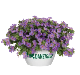 Scopia® Gulliver Compact Purple