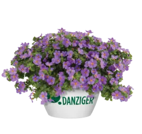 Scopia® Gulliver Compact Purple