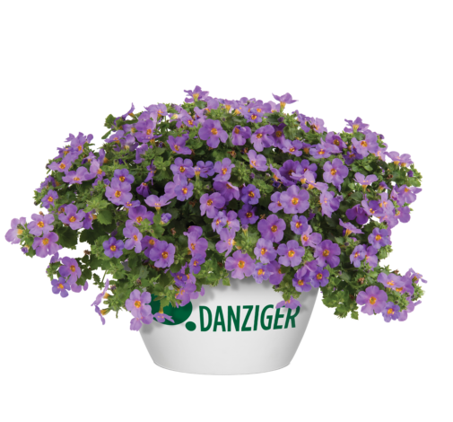 Scopia® Gulliver Compact Purple