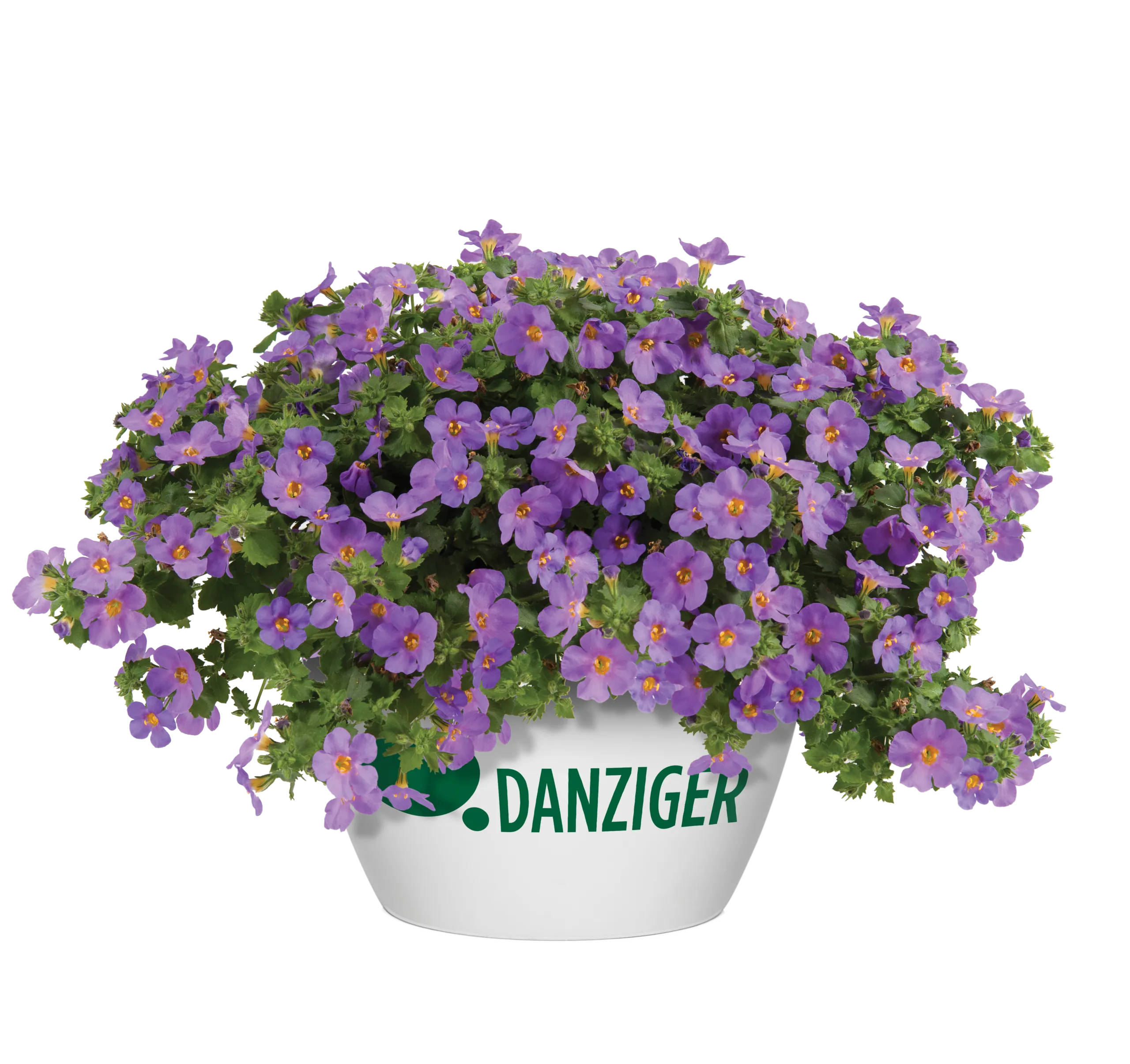 Scopia® Gulliver Compact Purple - Danziger
