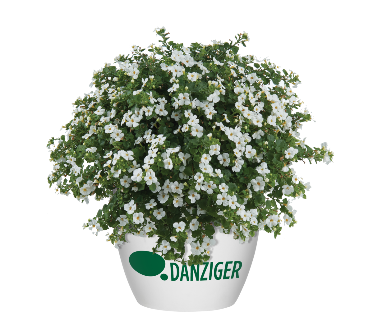 Scopia® Gulliver White Improved - Danziger