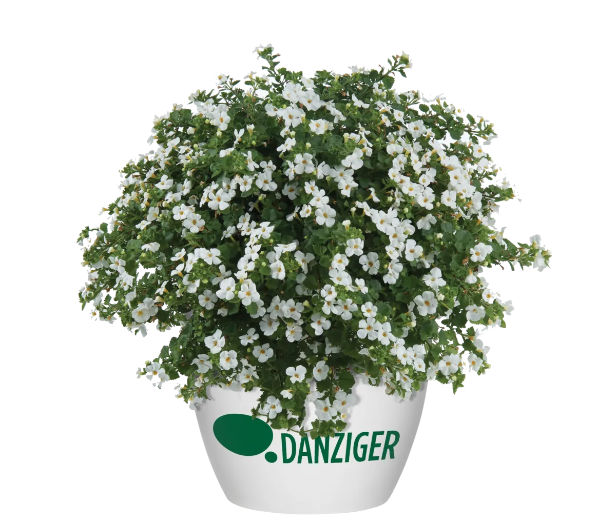 Scopia® Gulliver White Improved