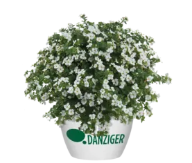 Scopia® Gulliver White Improved