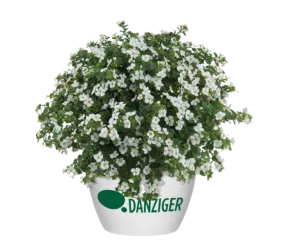 Scopia® Gulliver White Improved